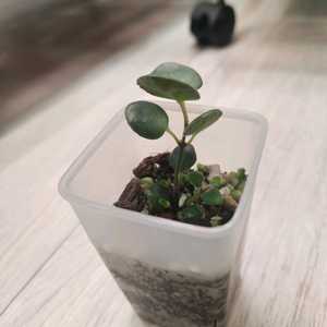 식물 코도난테 데보시아나 파울라