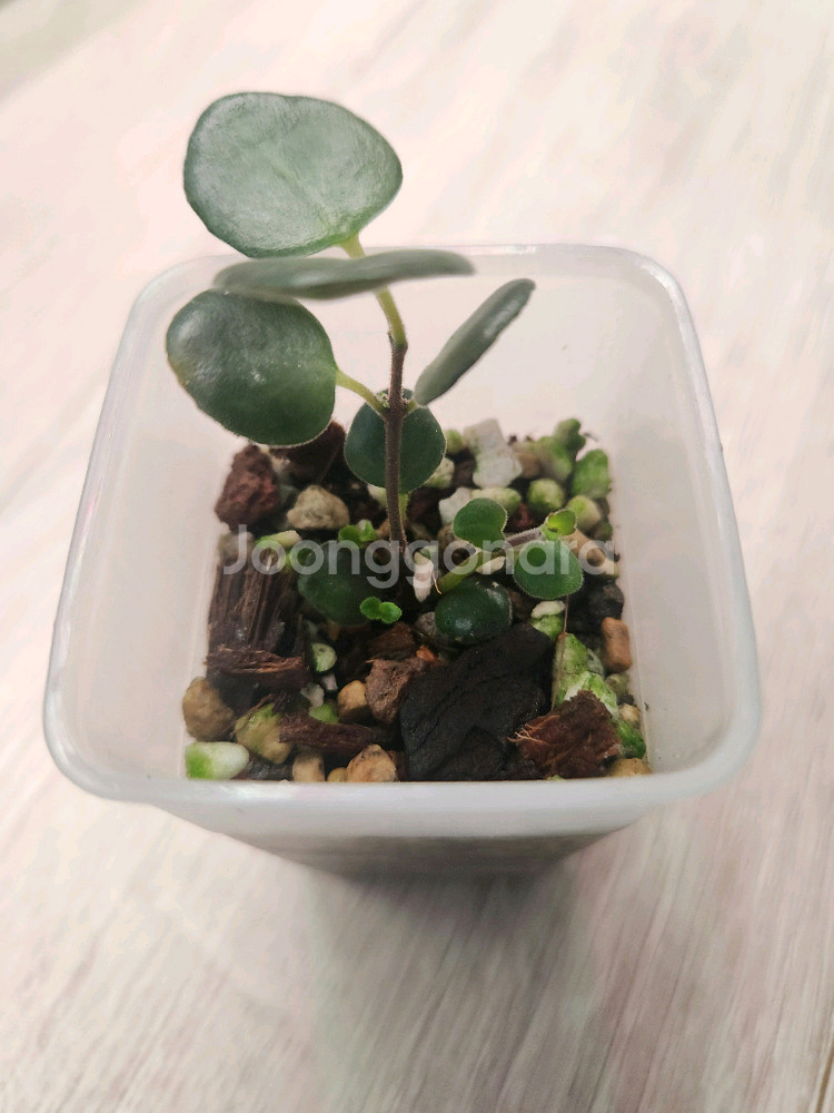 식물 코도난테 데보시아나 파울라--1