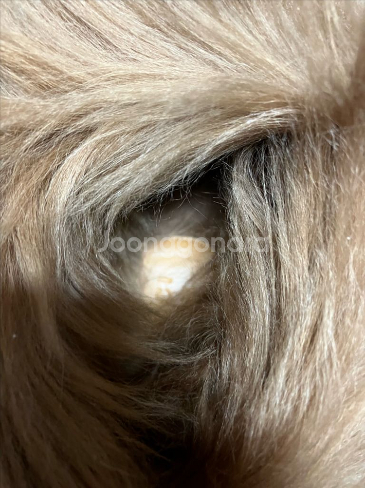 구찌 퍼 부츠--5