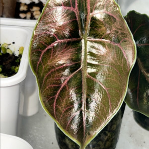 (자구묘)알로카시아 아즈라니 핑크 화이트 바리에가타