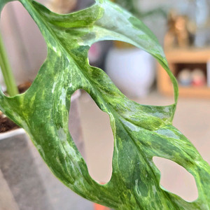 몬스테라 민트아단소니 바리에가타