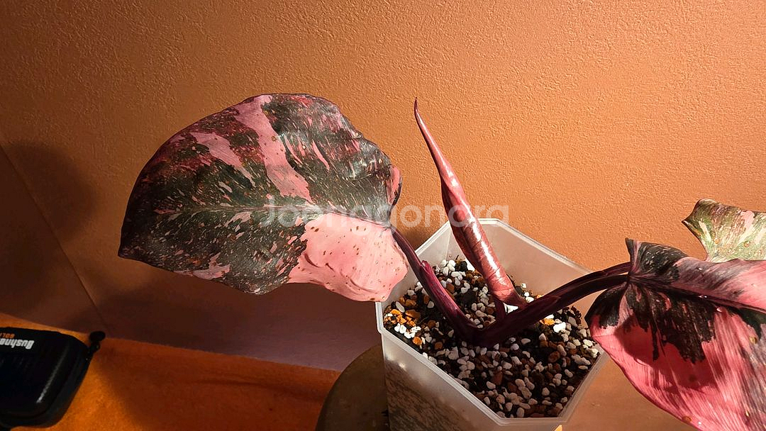 필로덴드론 핑크프린세스 마블 갤럭시--1