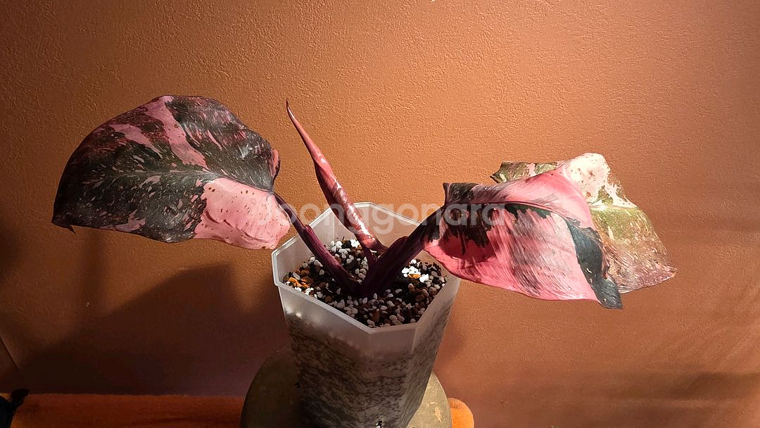 필로덴드론 핑크프린세스 마블 갤럭시--2