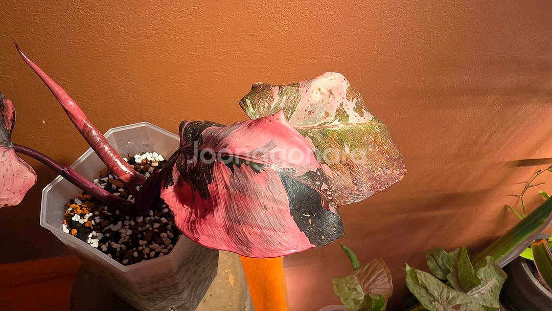 필로덴드론 핑크프린세스 마블 갤럭시--0