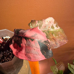 필로덴드론 핑크프린세스 마블 갤럭시