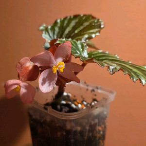 베고니아 이렌자야