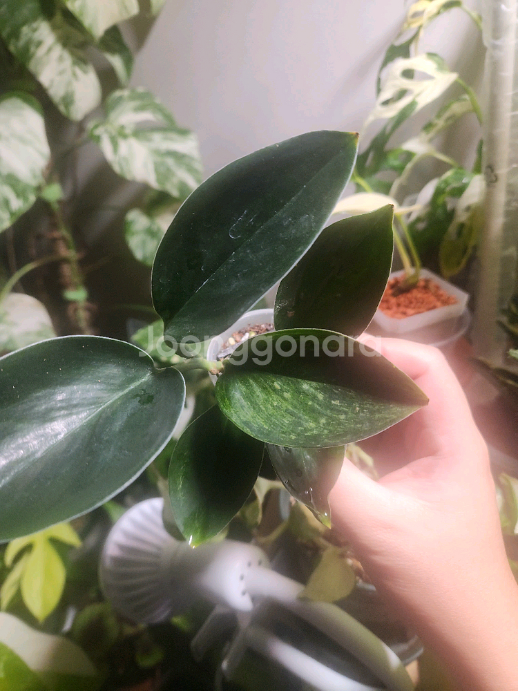 스킨답서스 트루비 다크폼 바리에가타(안스리움 호야x)--0