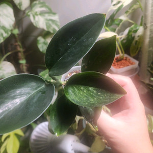 스킨답서스 트루비 다크폼 바리에가타(안스리움 호야x)