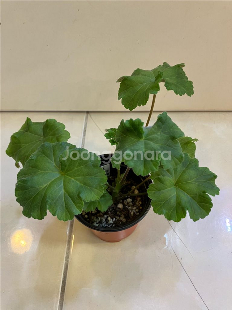 이리올마담조야 제라늄--0