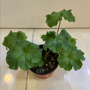 이리올마담조야 제라늄