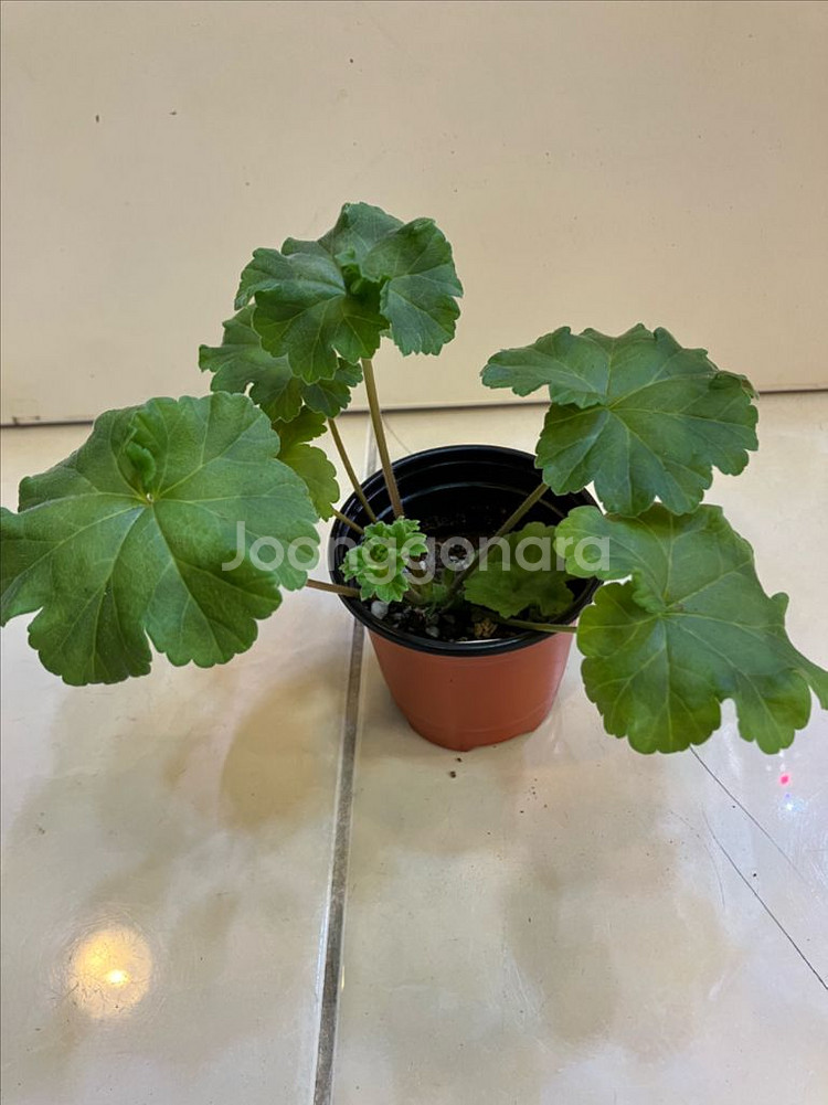 이리올마담조야 제라늄--2