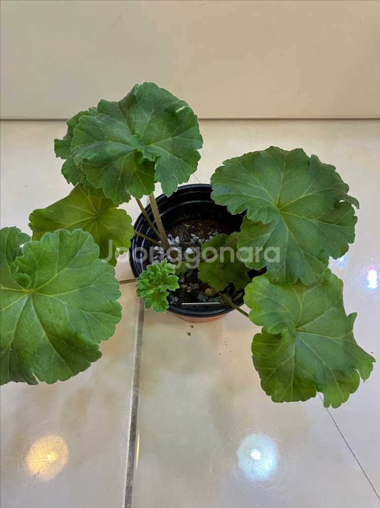 이리올마담조야 제라늄--3