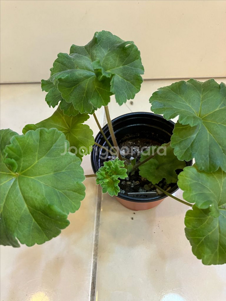 이리올마담조야 제라늄--1