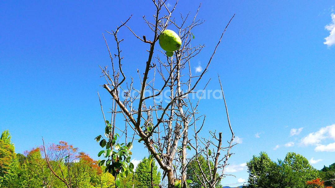 파나소닉 루믹스 LX100 카메라--7