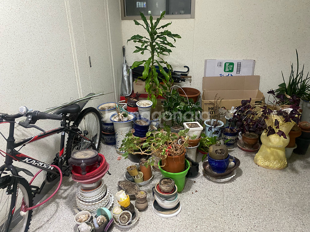 식물 10종 세트--3