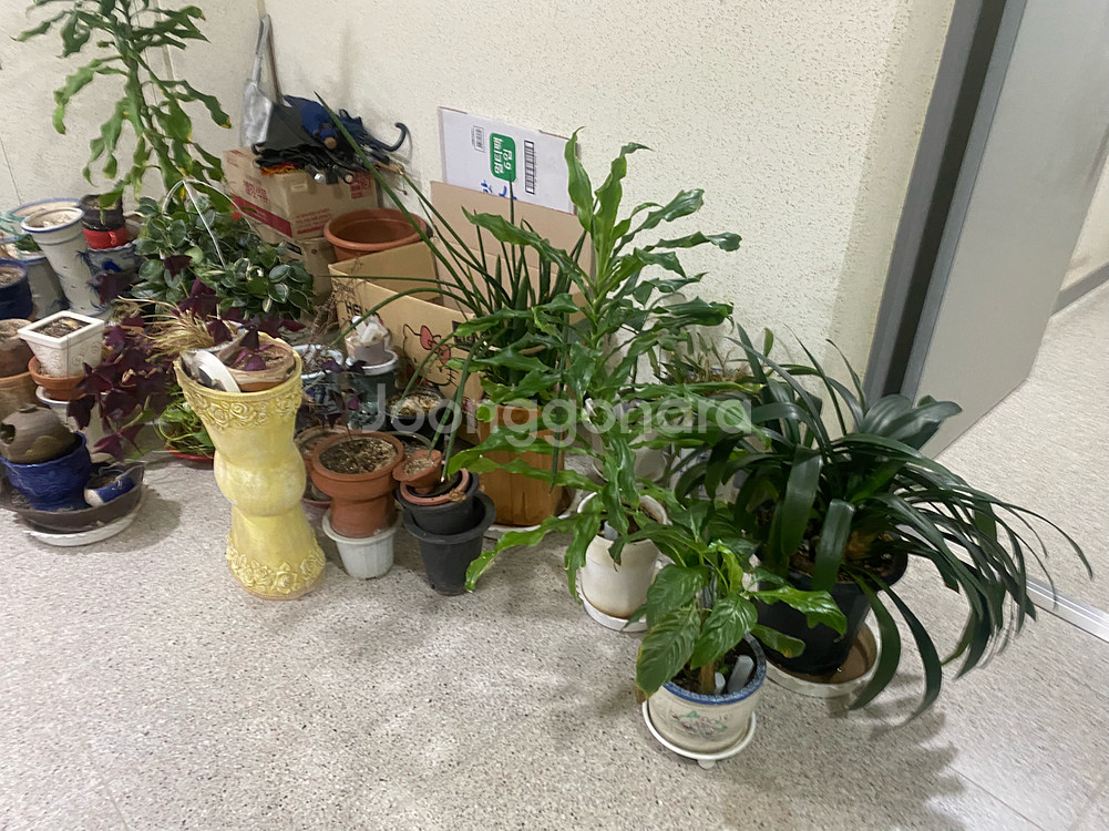 식물 10종 세트--2