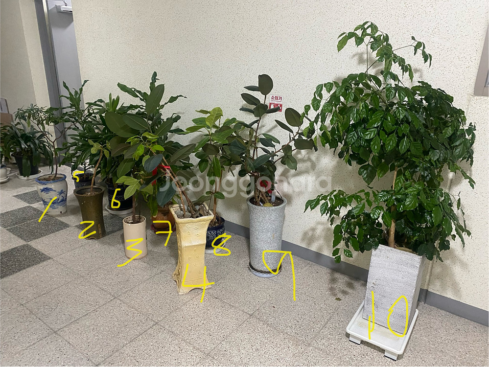 식물 10종 세트--1