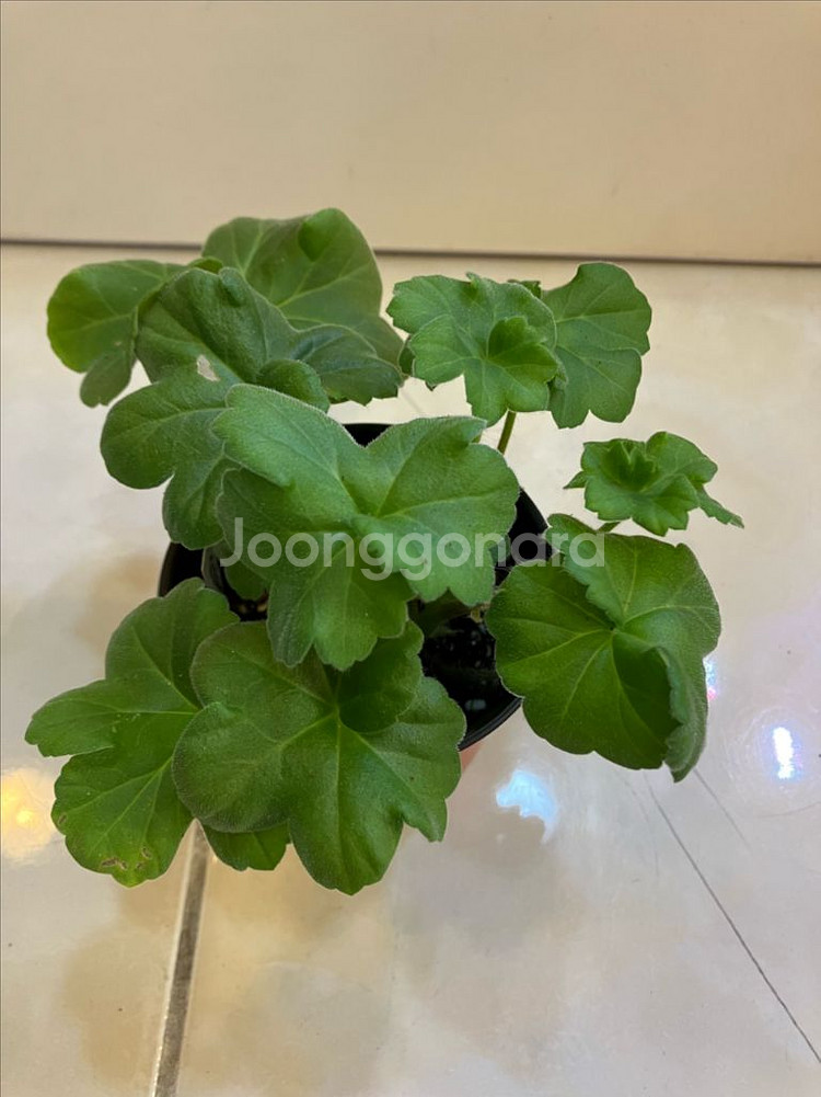 송오브콜초바 러시아 제라늄--0