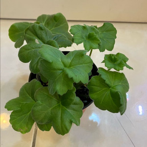 송오브콜초바 러시아 제라늄