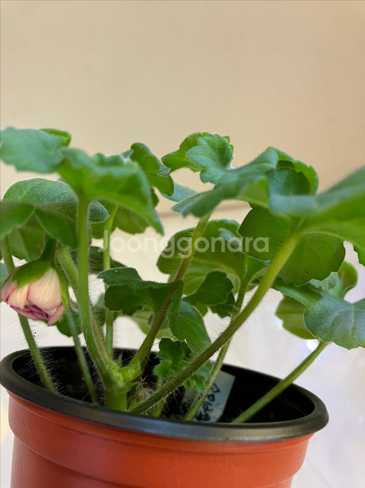 송오브콜초바 러시아 제라늄--4