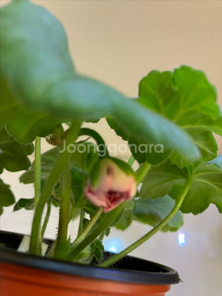 송오브콜초바 러시아 제라늄--2