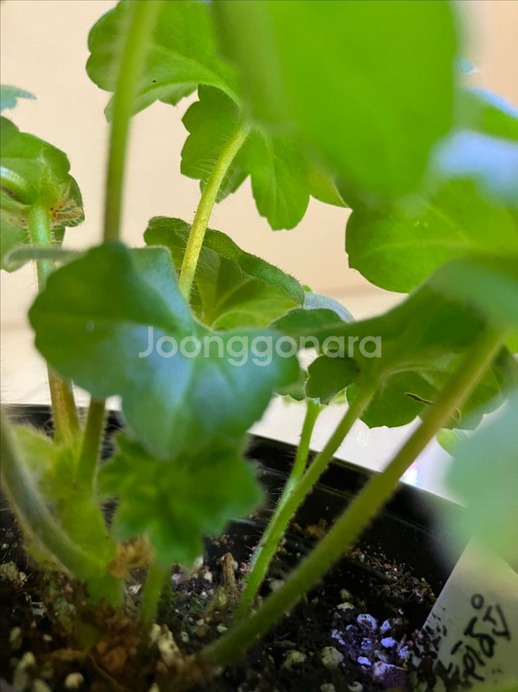 송오브콜초바 러시아 제라늄--3