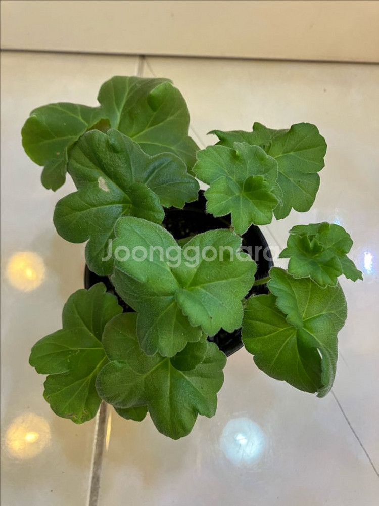 송오브콜초바 러시아 제라늄--1