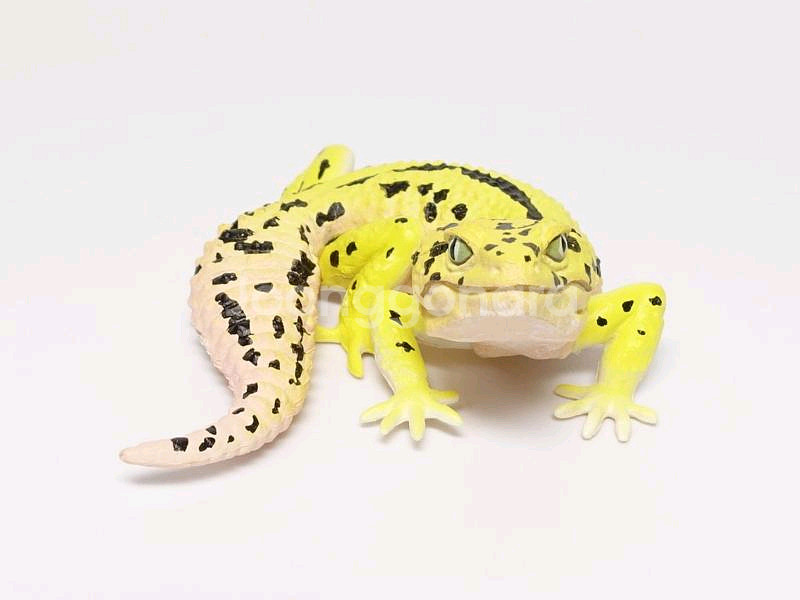 카이요도 도마뱀 대전 가챠 피규어 파충류 크레 레게--2