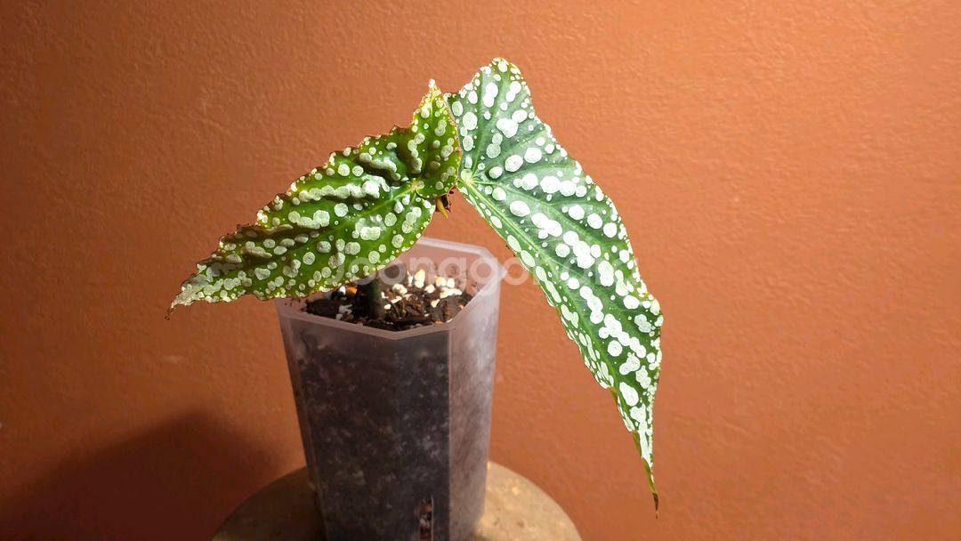 베고니아 마이스페셜 엔젤--0