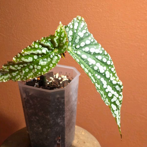 베고니아 마이스페셜 엔젤