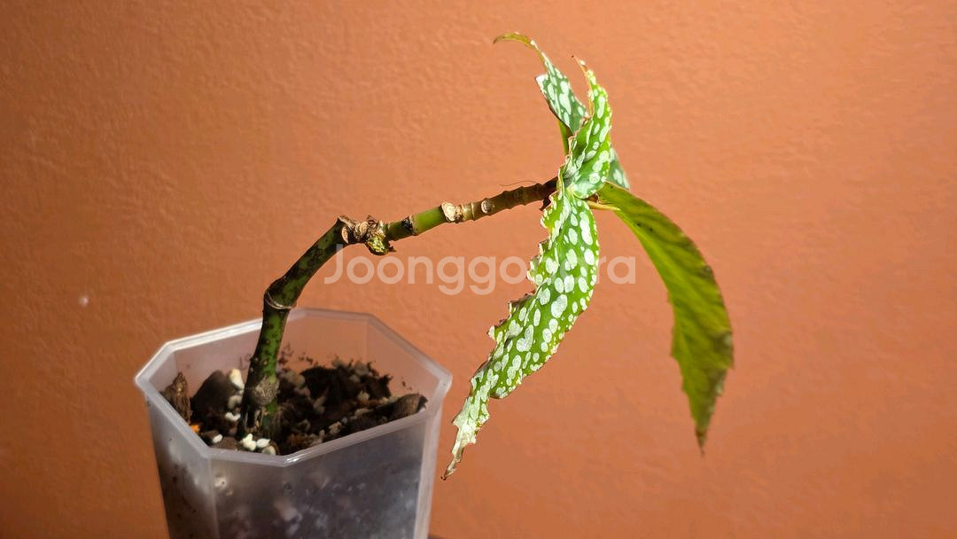 베고니아 마이스페셜 엔젤--2