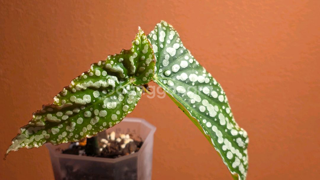 베고니아 마이스페셜 엔젤--1