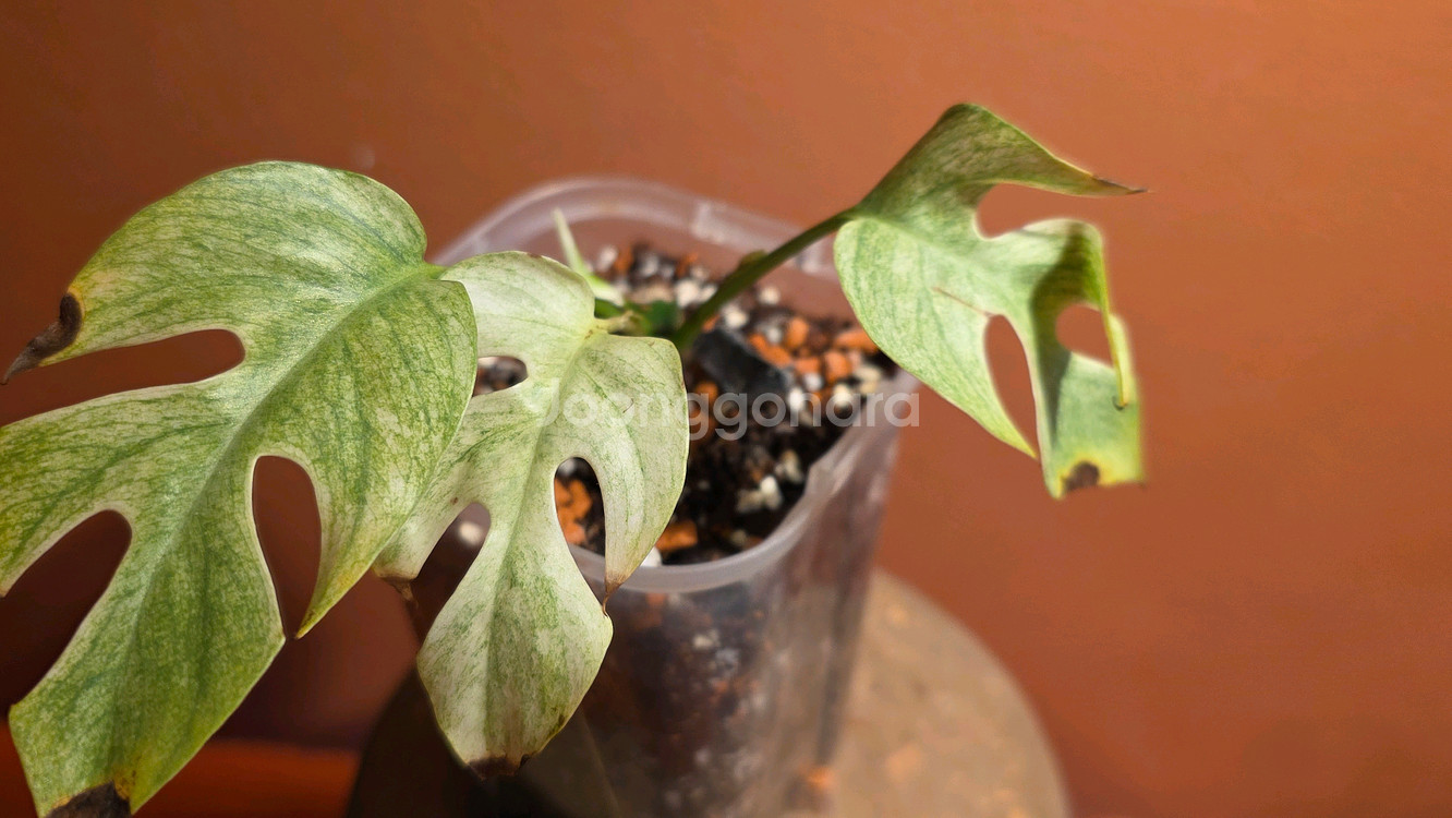 히메몬스테라 풀민트--0