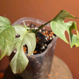 히메몬스테라 풀민트