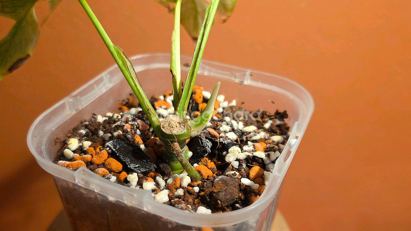 히메몬스테라 풀민트--1