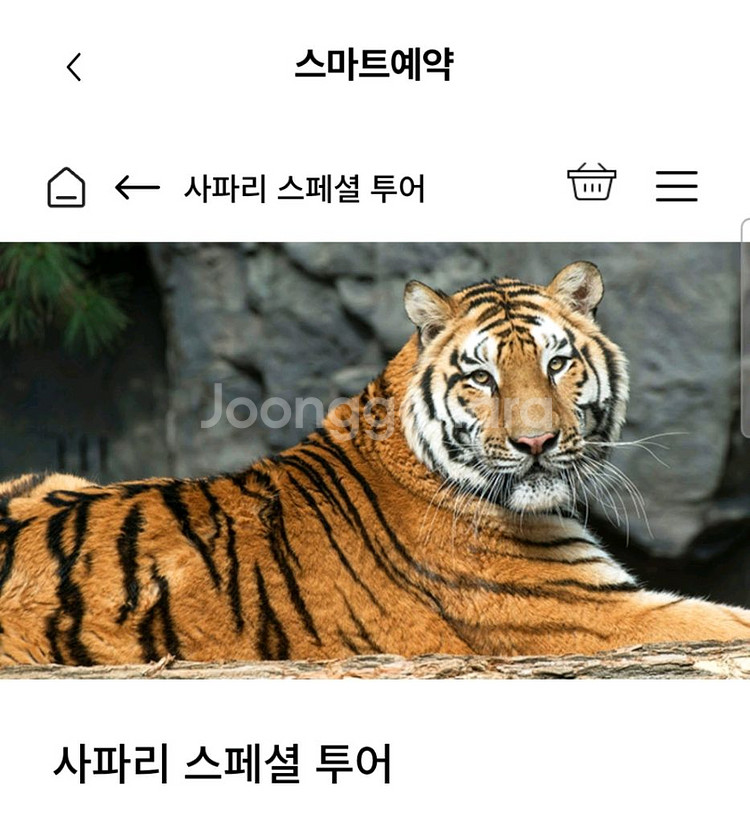 에버랜드 사파리스페셜투어 양도합니다--0