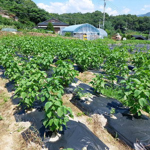 2025년 햇 들깨 판매합니다.