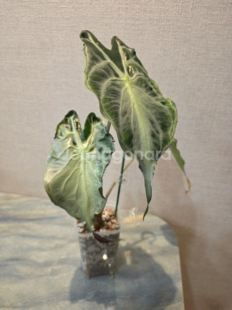 알로카시아 베놈--0