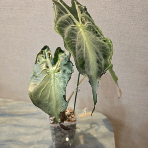 알로카시아 베놈