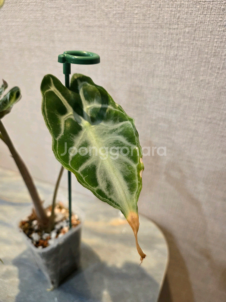 알로카시아 베놈--3