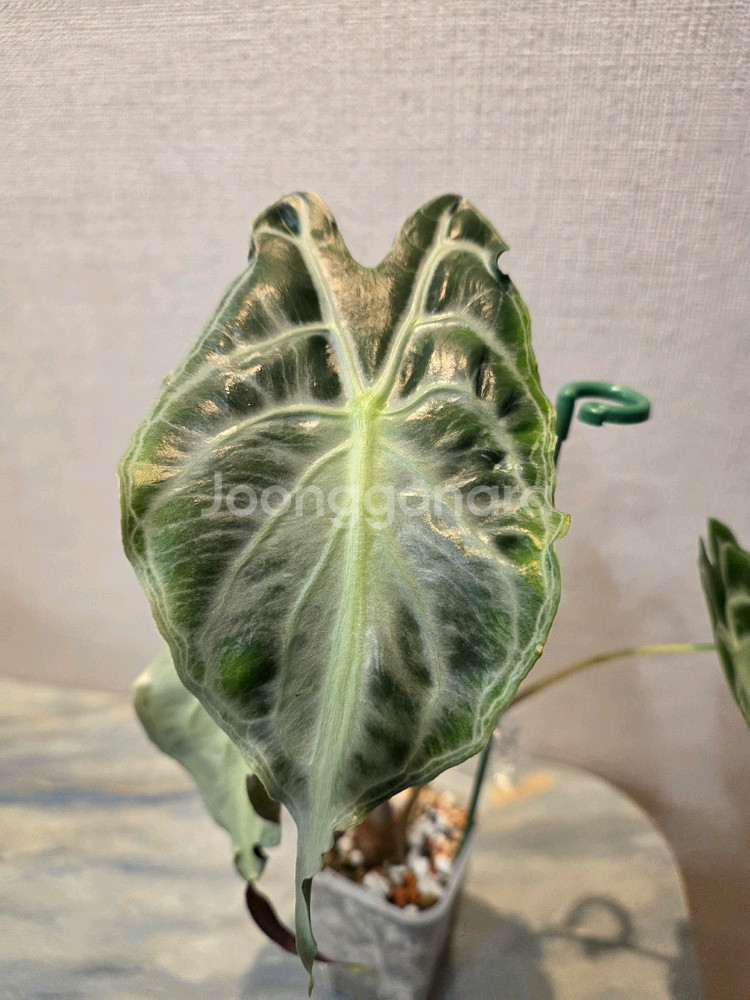 알로카시아 베놈--2