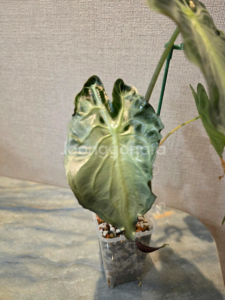 알로카시아 베놈--1