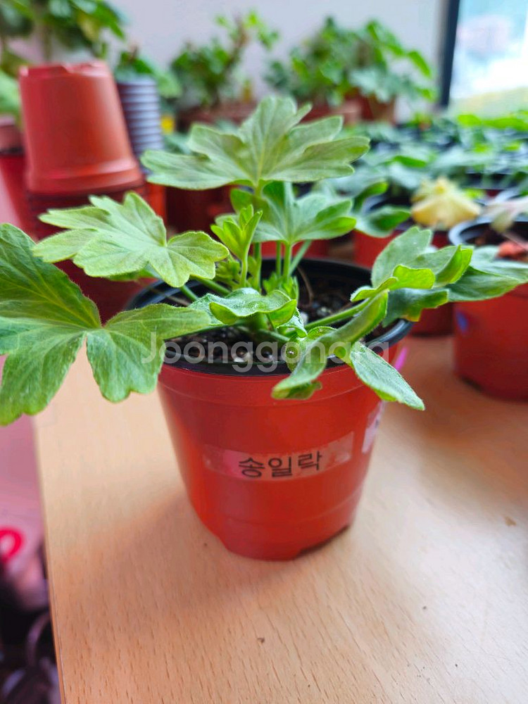 송일락 스텔라제라늄--1