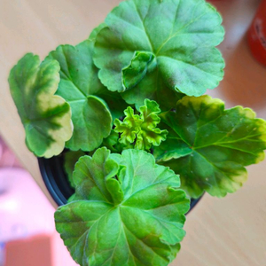 m.라니아프린세스 제라늄