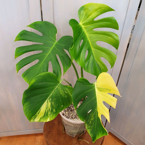 #조배X #잎29cm~몬스테라 델리시오사 옐로우 마를린