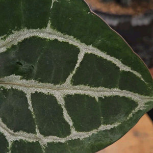 안스리움 미쉘자라 닥터블락 바텀