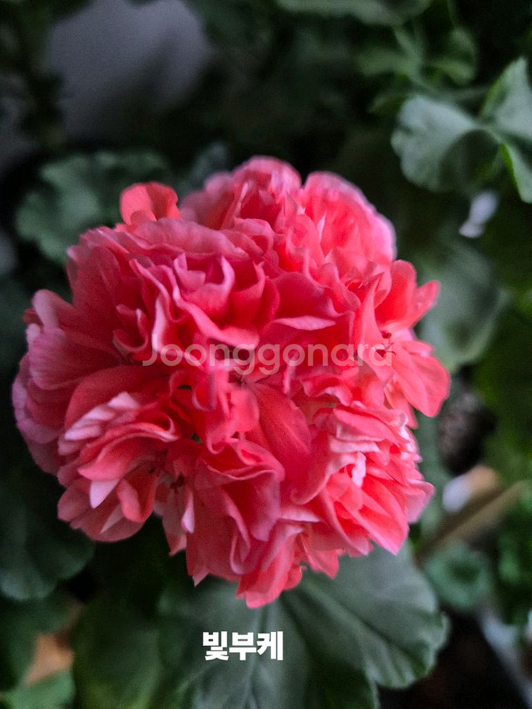 제라늄 빛부케--0