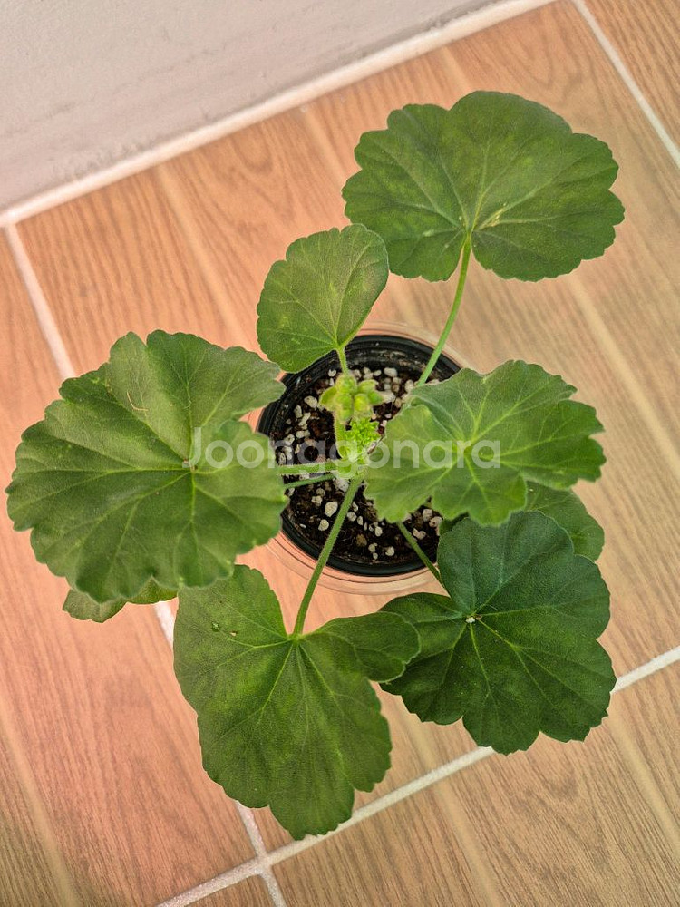 제라늄 빛부케--1