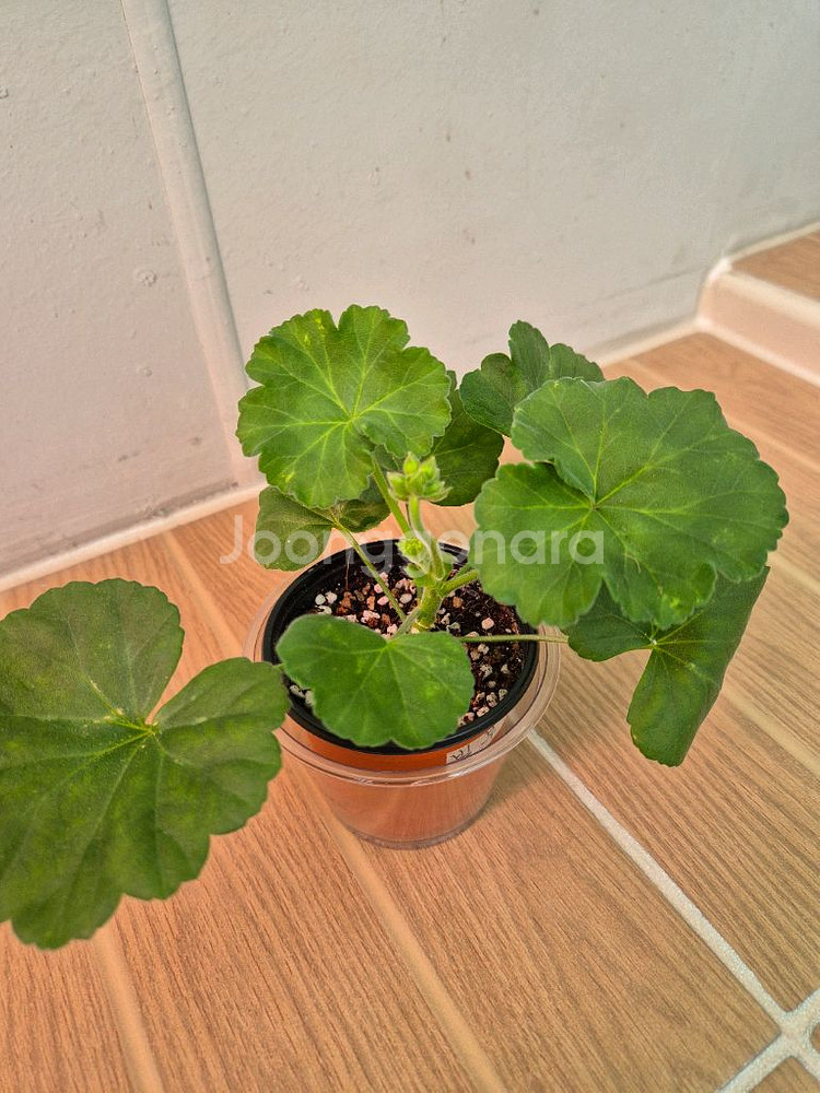 제라늄 빛부케--2