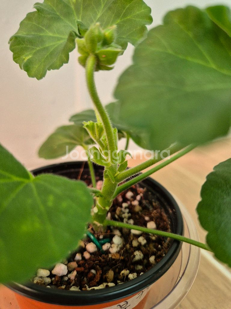 제라늄 빛부케--3